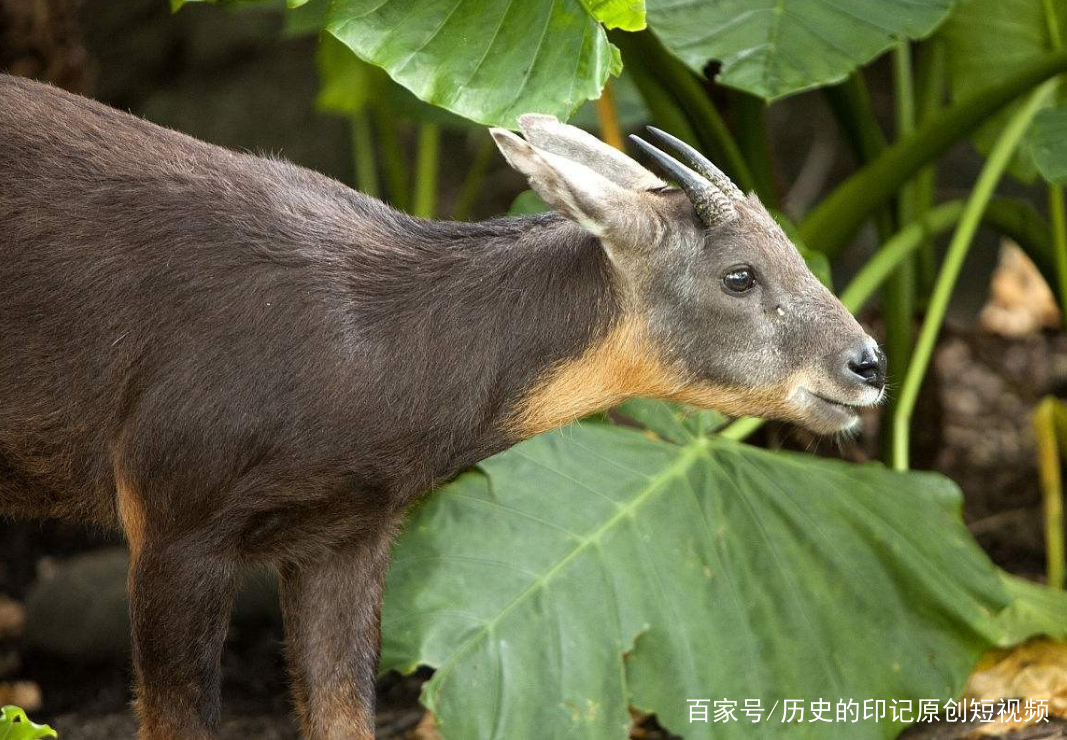 四不像今晚必中一肖,四不像今晚必中一肖——探寻神秘预测背后的真相