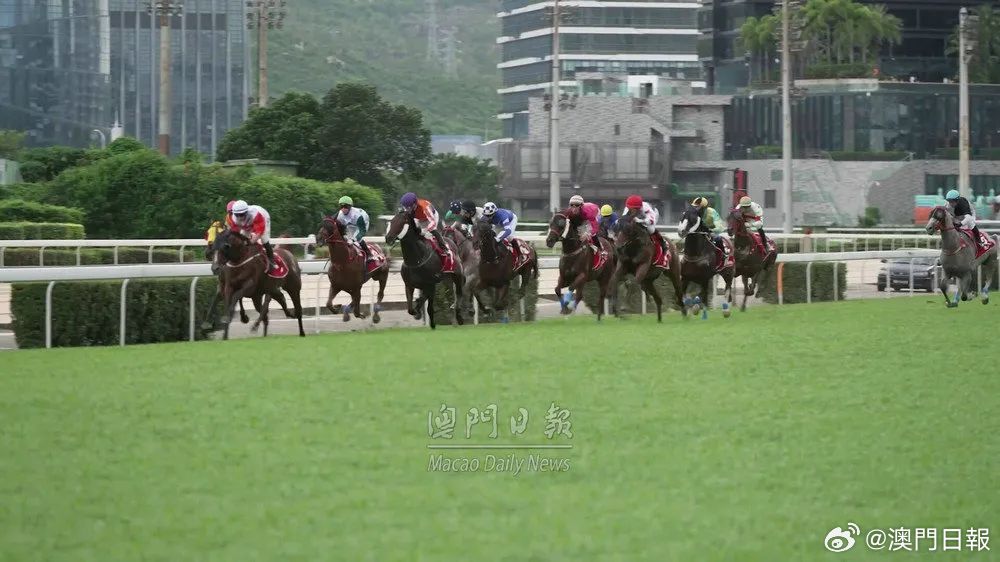 今晚澳门马出什么特马,今晚澳门马出什么特马，探索赛马世界的神秘面纱